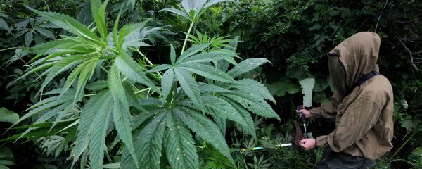 Конопля - Sputnik Казахстан