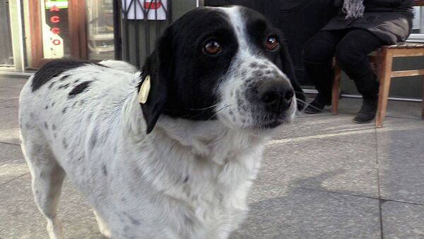 Успех по-собачьи: уличный пес из Батуми стал звездой интернета - видео - Sputnik Казахстан