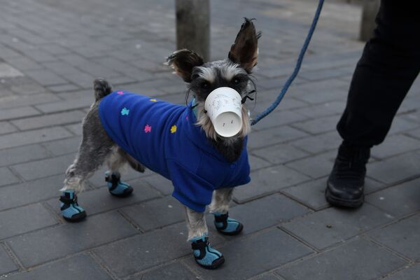 Собака с пластиковым стаканчиком на морде на одной из улиц Пекина, Китай - Sputnik Казахстан