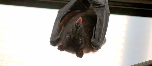 Летучая мышь - Sputnik Казахстан