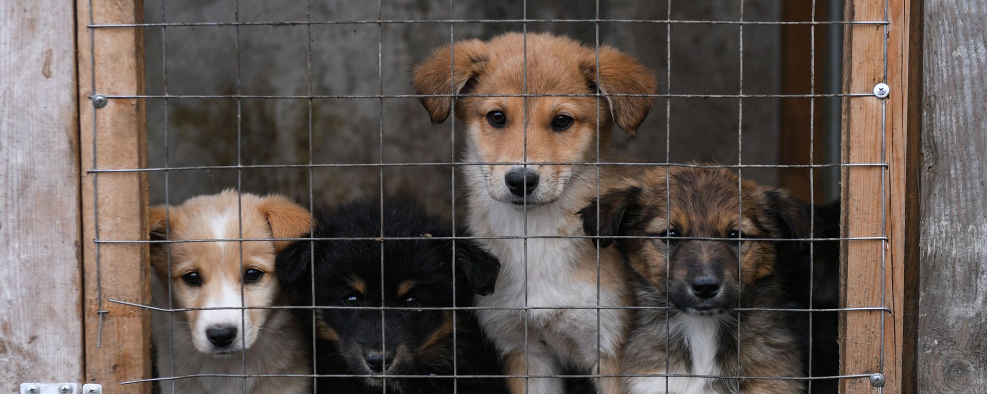 Собаки в приюте для животных - Sputnik Казахстан, 1920, 08.02.2023