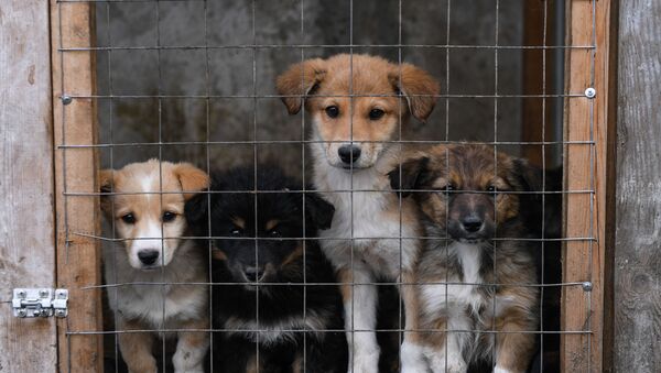 Собаки в приюте для животных - Sputnik Казахстан