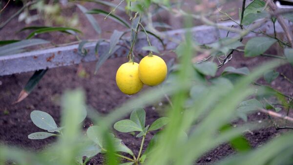 Лимоны в ботаническом саду Петропавловска - Sputnik Казахстан