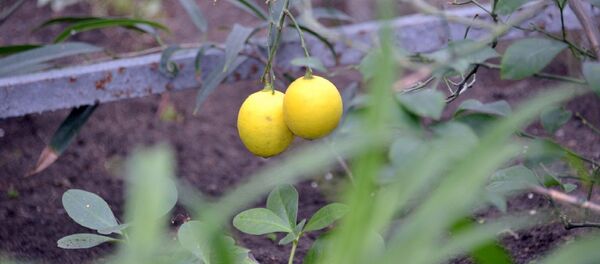 Лимоны в ботаническом саду Петропавловска - Sputnik Казахстан