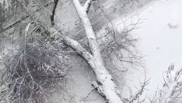 Дерево упало из-за снега - Sputnik Казахстан