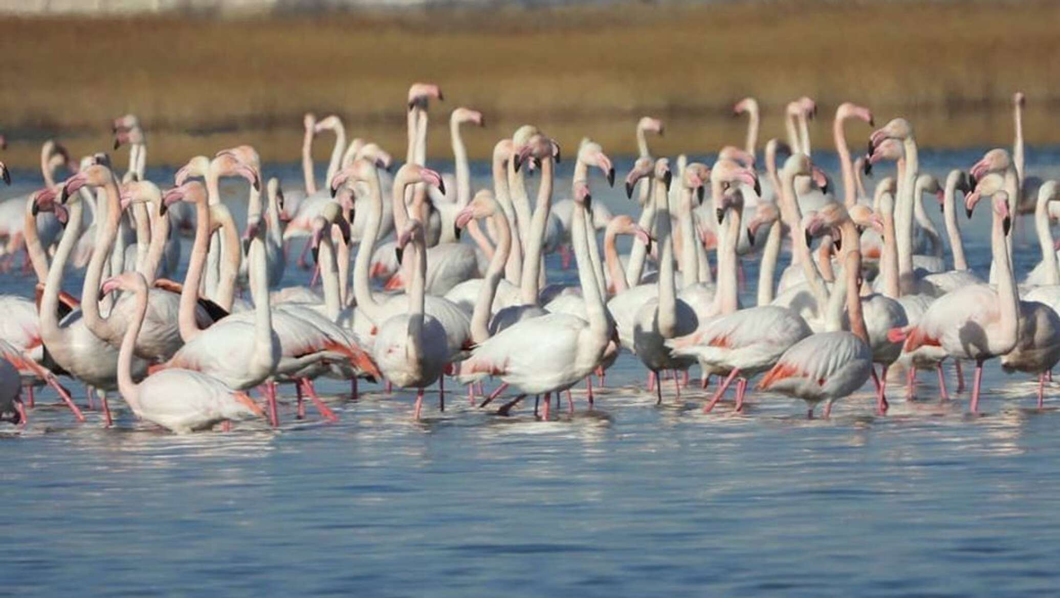 казахстан фламинго