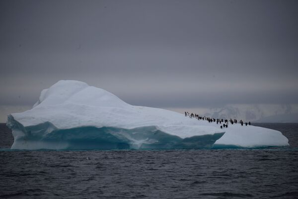 Группа антарктических пингвинов на айсберге - Sputnik Казахстан