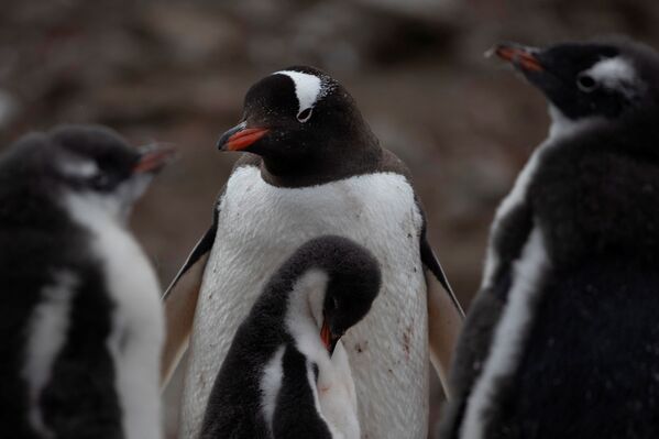 Колония субантарктических пингвинов в Антарктике - Sputnik Казахстан
