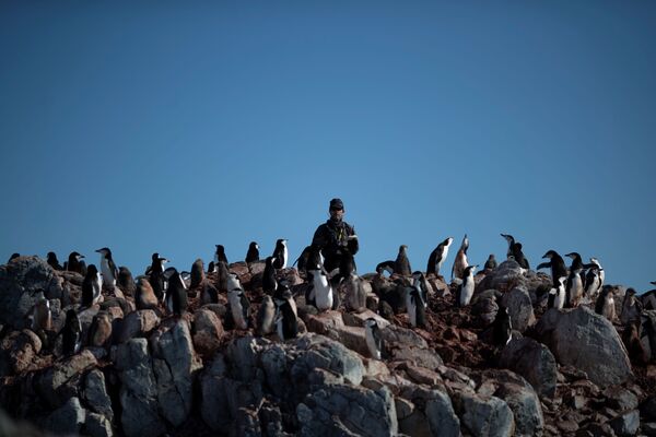  Ученый Стив Форрест подсчитывает количество пингвинов в колонии на острове Анверс, Антарктида - Sputnik Казахстан