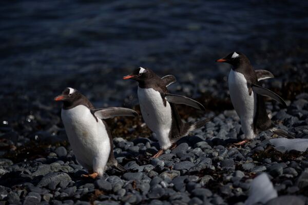 Группа пингвинов на мысе Квентин острова Анверс в Антарктиде - Sputnik Казахстан
