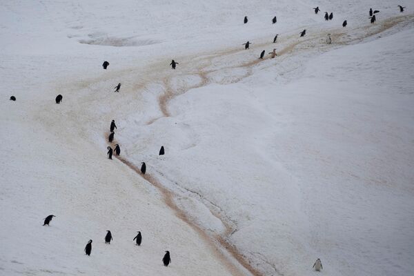 Колония антарктических пингвинов прогуливается вдоль горы на острове Two Hummock, Антарктида - Sputnik Казахстан