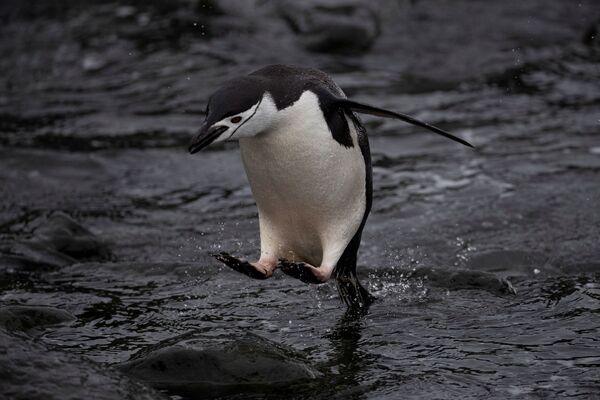Антарктический пингвин прыгает в воду на острове Snow, Антарктида - Sputnik Казахстан
