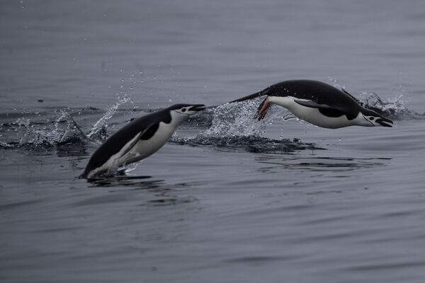 Пара антарктических пингвинов плавает у острова Two Hummock, Антарктида - Sputnik Казахстан