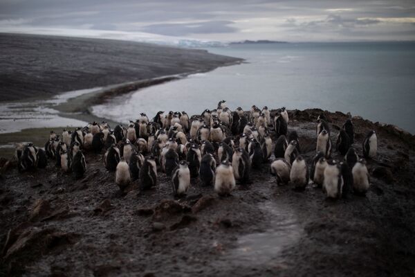 Колония антарктических пингвинов на острове Snow - Sputnik Казахстан