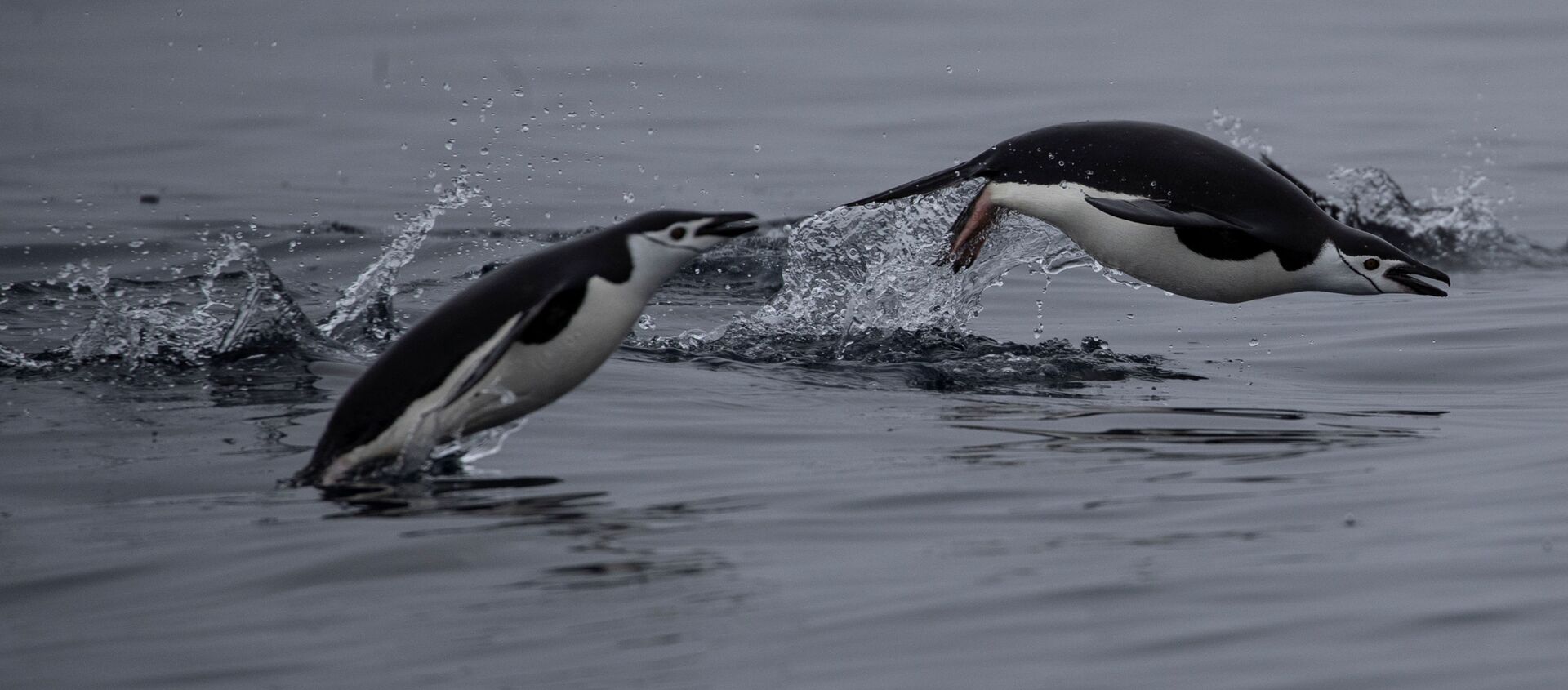 Пара антарктических пингвинов плавает у острова Two Hummock, Антарктида - Sputnik Қазақстан, 1920, 25.07.2020