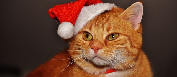 Новогодние приметы Новогодние приметы - Sputnik Казахстан