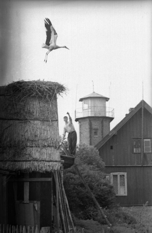 Гнездо аиста на острове Русне, Литовская ССР, 1966 год - Sputnik Казахстан
