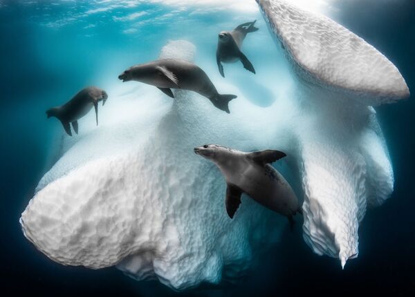 Снимок Frozen Mobile Home французского фотографа Greg Lecouer, ставший победителем конкурса The Underwater Photographer of the Year 2020 - Sputnik Казахстан