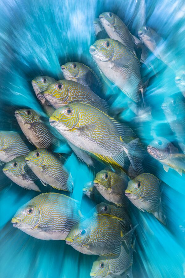 Снимок Rabbit Fish Zoom Blur британского фотографа Nicholas More, победивший в номинации British Underwater Photographer of the Year конкурса The Underwater Photographer of the Year 2020 - Sputnik Казахстан