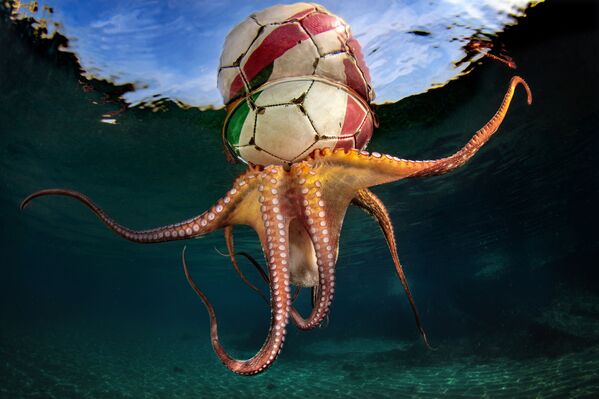 Снимок Octopus Training итальянского фотографа Pasquale Vassallo, победивший в категории Behaviour конкурса The Underwater Photographer of the Year 2020 - Sputnik Казахстан