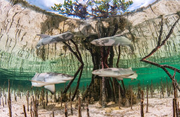 Снимок Lemon shark nursery багамского фотографа Anita Kainrath, ставший победителем конкурса The Underwater Photographer of the Year 2020 в категории Up & Coming - Sputnik Казахстан