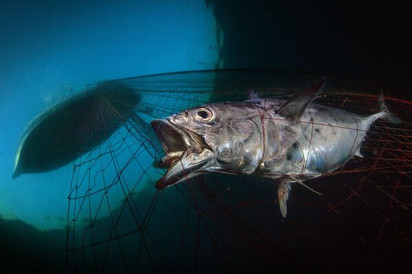 Снимок Last Dawn, Last Gasp итальянского фотографа Pasquale Vassallo, ставший победителем конкурса The Underwater Photographer of the Year 2020 в категории Marine Conservation - Sputnik Казахстан