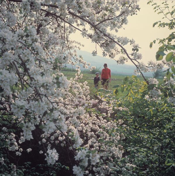 Весна. Яблоня в цвету. Казахстан 14.04.1970 - Sputnik Казахстан