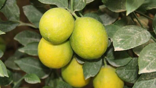 Жетысайский аграрий стал миллионером, выращивая лимон - Sputnik Казахстан