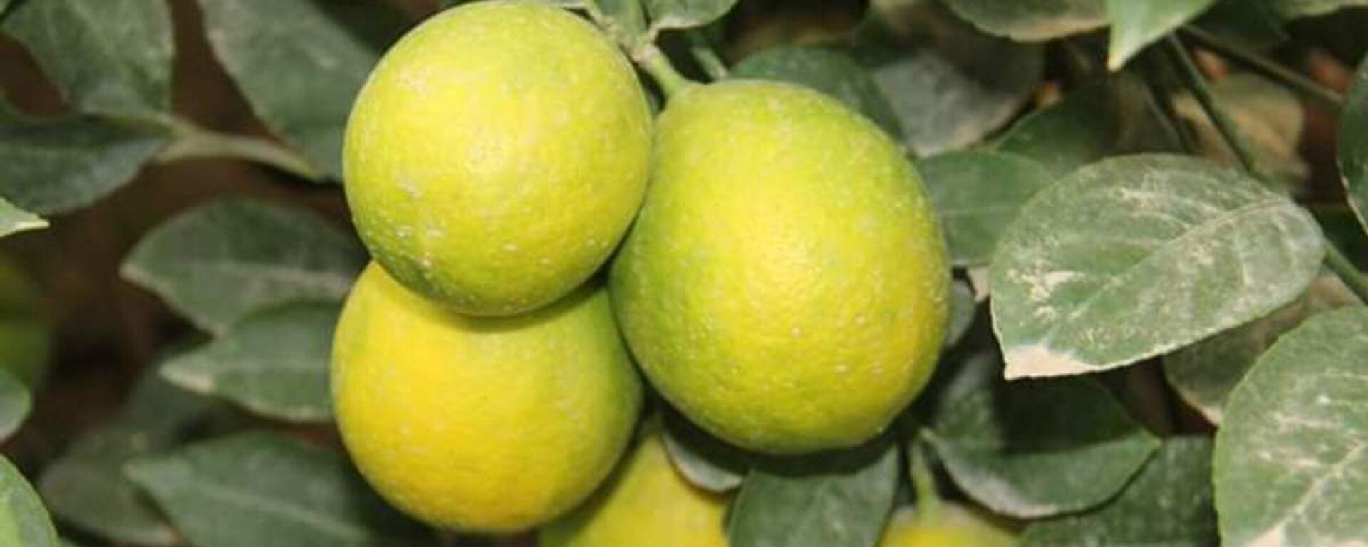 Жетысайский аграрий стал миллионером, выращивая лимон - Sputnik Казахстан, 1920, 22.02.2022