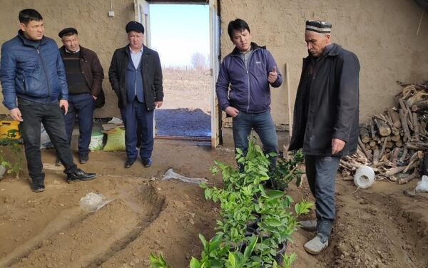 Жетысайский аграрий стал миллионером, выращивая лимон - Sputnik Казахстан