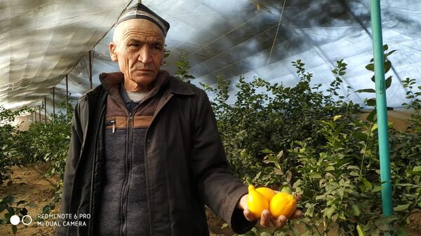 Казахстанский садовод заработал миллионы на лимонах - Sputnik Казахстан