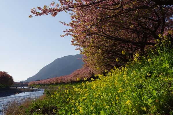 Цветение сакуры и цветы рапса в Японии - Sputnik Казахстан