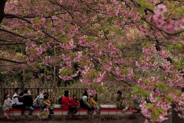 Люди на мини-поезде на фестивале цветения вишни в Японии  - Sputnik Казахстан