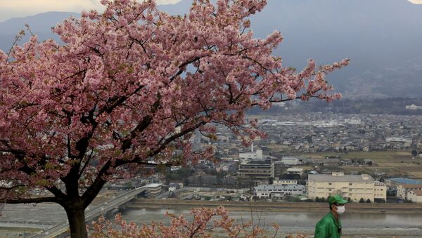 Цветение вишни в Японии  - Sputnik Казахстан