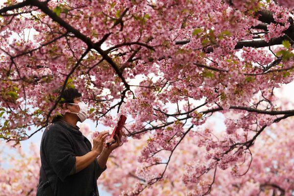 Женщина во время фотографирования цветущей вишни в Японии  - Sputnik Казахстан