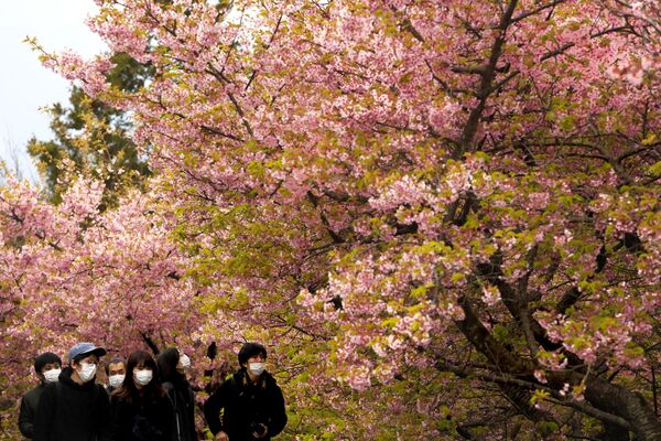 Люди в масках на фестивале цветущей вишни в Японии  - Sputnik Казахстан