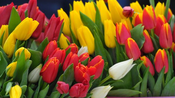 Продажа цветов к 8 Марта - Sputnik Казахстан