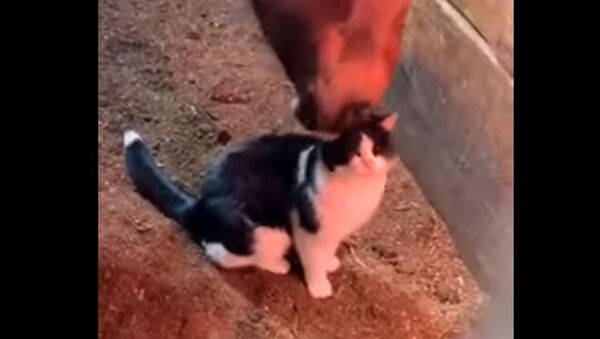 Дружба кота и лошади - видео - Sputnik Казахстан