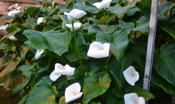 Цветы за колючей проволокой: заключенные сделали необычный подарок своим близким - Sputnik Казахстан