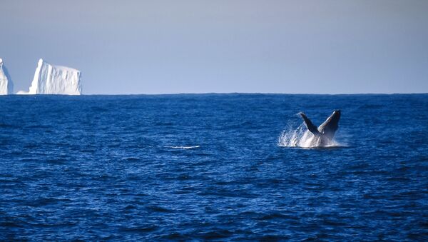 Горбатый кит в районе острова Аделейд во время плавания к антарктической станции Беллинсгаузен - Sputnik Қазақстан