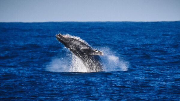 Горбатый кит в районе острова Аделейд  - Sputnik Казахстан