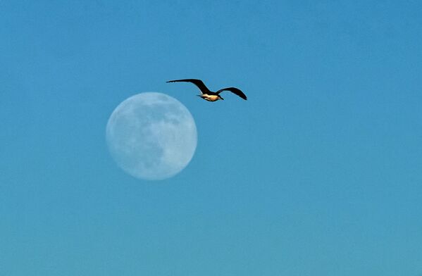 Чайка и луна над Финским заливом в Петергофе - Sputnik Казахстан