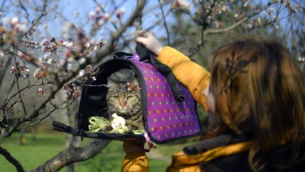 Кошка на фоне цветущей вишни в Румынии  - Sputnik Казахстан