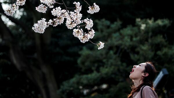 Женщина позирует на фоне цветущей вишни в  Токио  - Sputnik Казахстан