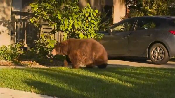 Медведь у жилого дома в Калифорнии  - Sputnik Казахстан
