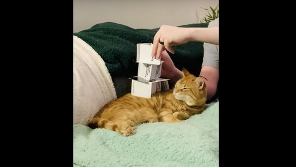 Карточный фокус: ленивый кот развлекает хозяев на карантине - забавное видео  - Sputnik Казахстан