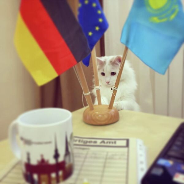 Кот по кличке Кокос стал советником в посольстве Германии в Казахстане - Sputnik Казахстан