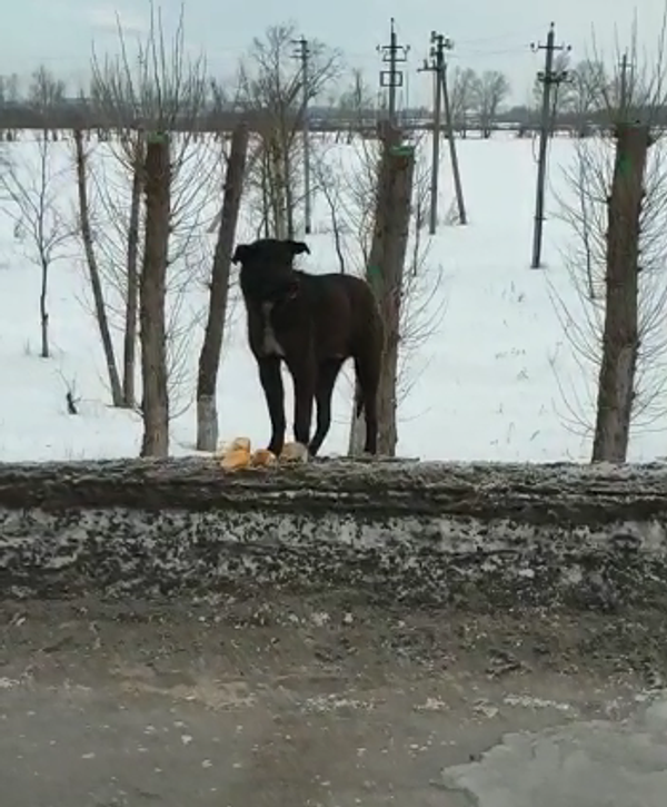 Три месяца у обочины: костанайский Хатико ждет хозяина - Sputnik Казахстан