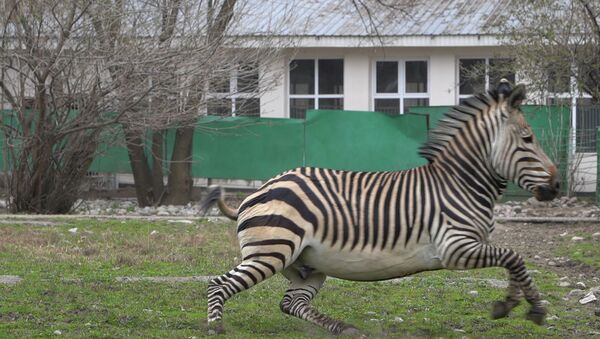 Животные Алматинского зоопарка скучают по посетителям - видео - Sputnik Казахстан