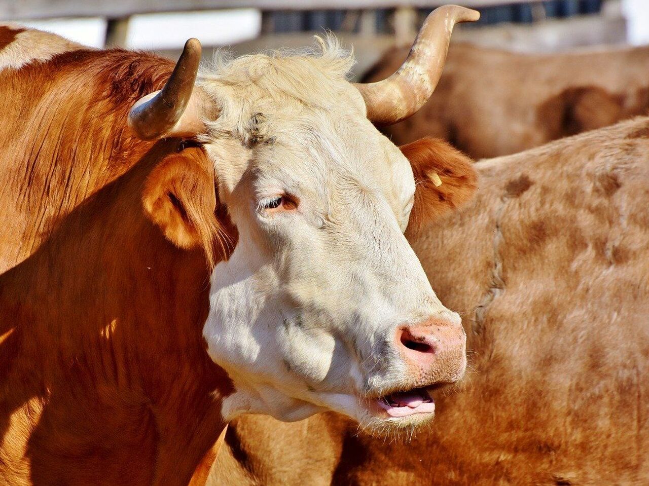 Тек кончасы бар порно видеолар